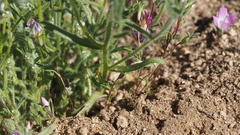 Cryptantha microstachys