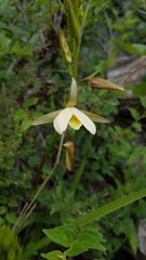 Eulophia ovalis