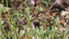 Cryptantha microstachys