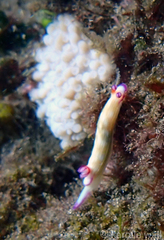 Hypselodoris violabranchia