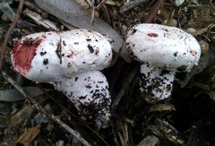 Agaricus benesii