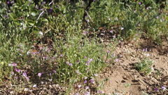 Cryptantha microstachys