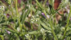 Cryptantha microstachys