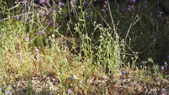 Cryptantha microstachys