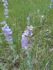 Penstemon secundiflorus