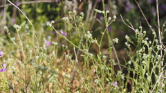 Cryptantha microstachys