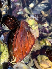 Modiolinae