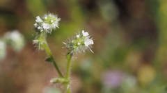 Cryptantha microstachys