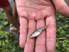 Chapalichthys encaustus