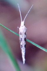 Plutellidae