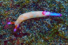 Hypselodoris violabranchia