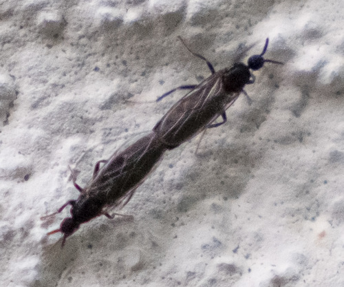 Scatopsidae
