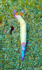 Hypselodoris violabranchia