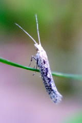 Plutellidae