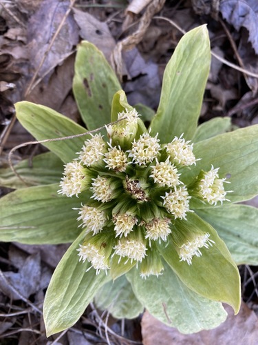 Giant Butterbur