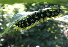 Leucanella viridescens