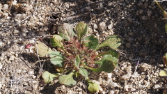 Chorizanthe fimbriata