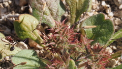 Chorizanthe fimbriata