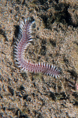 Pherecardia striata