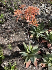 Aloe × schimperi