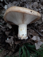 Lactarius zonarius