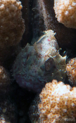 Sebastapistes ballieui