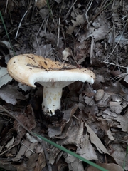Lactarius zonarius