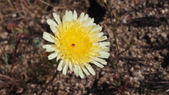 Malacothrix californica