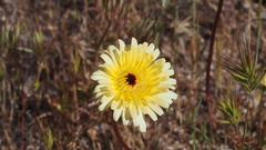 Malacothrix californica