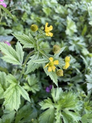 Geum macrophyllum