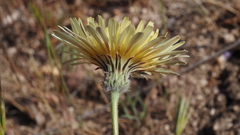 Malacothrix californica