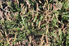 Plantago coronopus coronopus