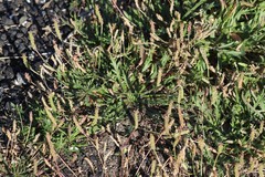 Plantago coronopus coronopus