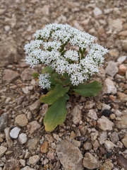 Valerianella amarella