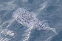 Chilomycterus reticulatus