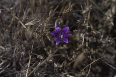 Brodiaea terrestris kernensis