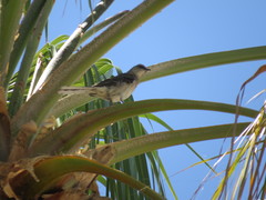 Mimus polyglottos