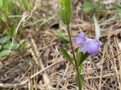 Dyschoriste oblongifolia
