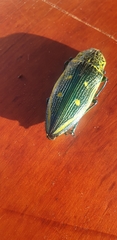 Pseudotaenia ajax