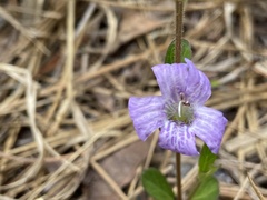 Dyschoriste oblongifolia