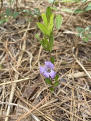 Dyschoriste oblongifolia