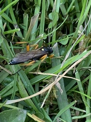 Ichneumon sarcitorius
