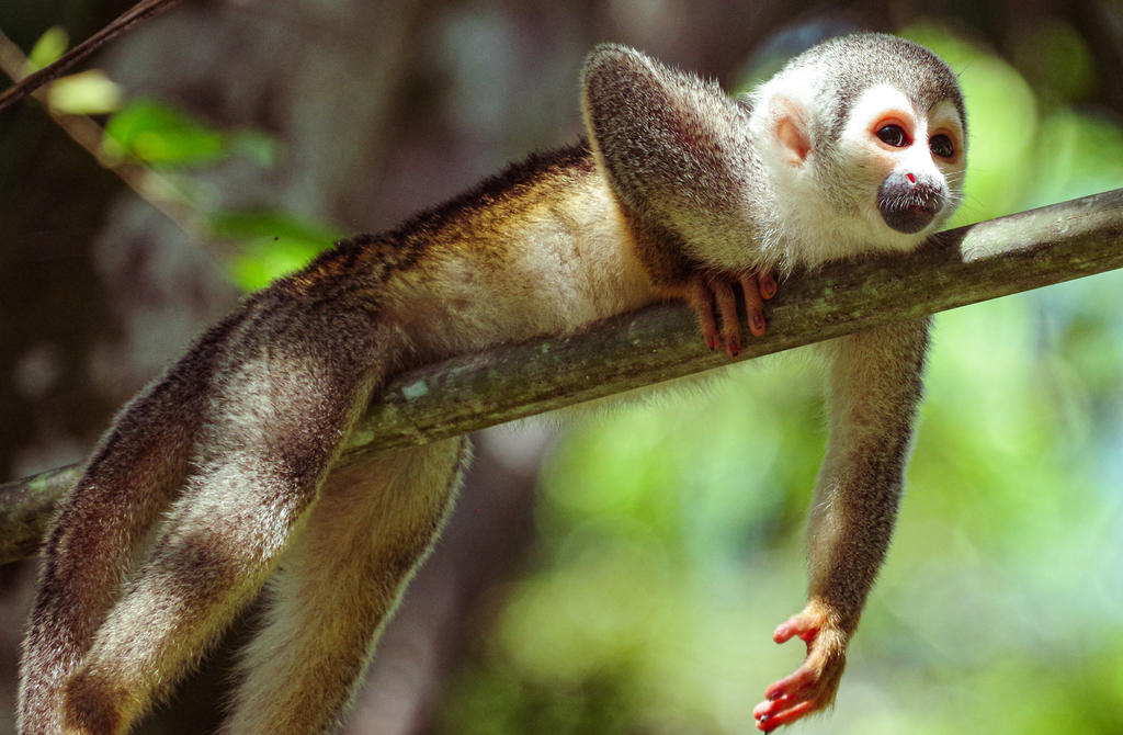 Humboldt’s Squirrel Monkey from Shushufindi, Ecuador on August 31, 2021 ...