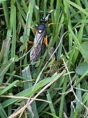 Ichneumon sarcitorius
