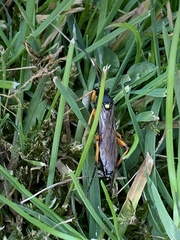 Ichneumon sarcitorius