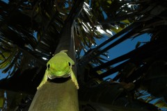 Phelsuma kochi