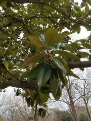 Magnolia grandiflora