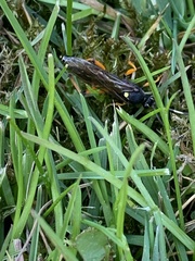 Ichneumon sarcitorius
