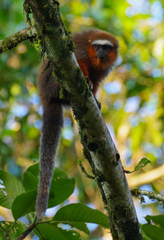 Plecturocebus discolor