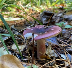 Russula sardonia